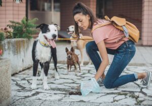 Pet Sitter Babá de Animais