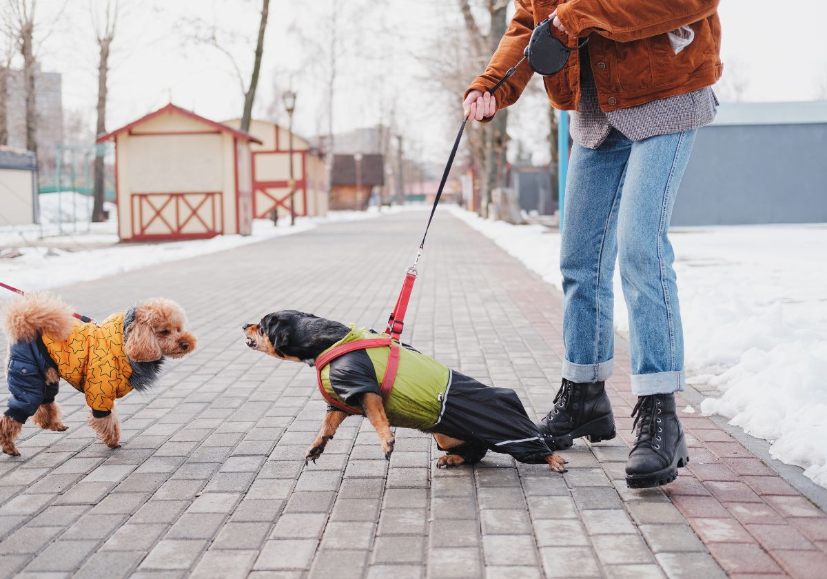 reATIVIDADE, O QUE É REATIVIDADE, MEU CAO É REATIVO O QUE É ISSO. reATIVIDADE, O QUE É REATIVIDADE,