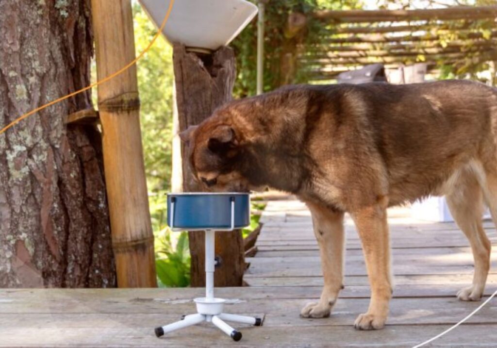 comedouro para cachorro,cachorro,qual a altura do pote do cachorro,bebedouro para cachorro,pote ideal para cachorro,como fazer pote para cachorro,ração para cachorro,pote cachorro,osso para cachorro,pote ideal paa cachorro,comedouro para cachorro pvc,como resolver o meu cachorro derruba o pote de água,comedouro elevado para cachorro,bebedouro caseiro para cachorro,pote pesado para coelhos,melhor potinho para cachorro,comedouro para cachorro de papelão