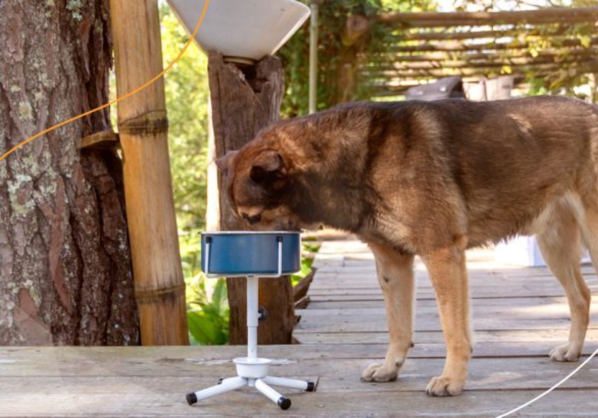 comedouro para cachorro,cachorro,qual a altura do pote do cachorro,bebedouro para cachorro,pote ideal para cachorro,como fazer pote para cachorro,ração para cachorro,pote cachorro,osso para cachorro,pote ideal paa cachorro,comedouro para cachorro pvc,como resolver o meu cachorro derruba o pote de água,comedouro elevado para cachorro,bebedouro caseiro para cachorro,pote pesado para coelhos,melhor potinho para cachorro,comedouro para cachorro de papelão