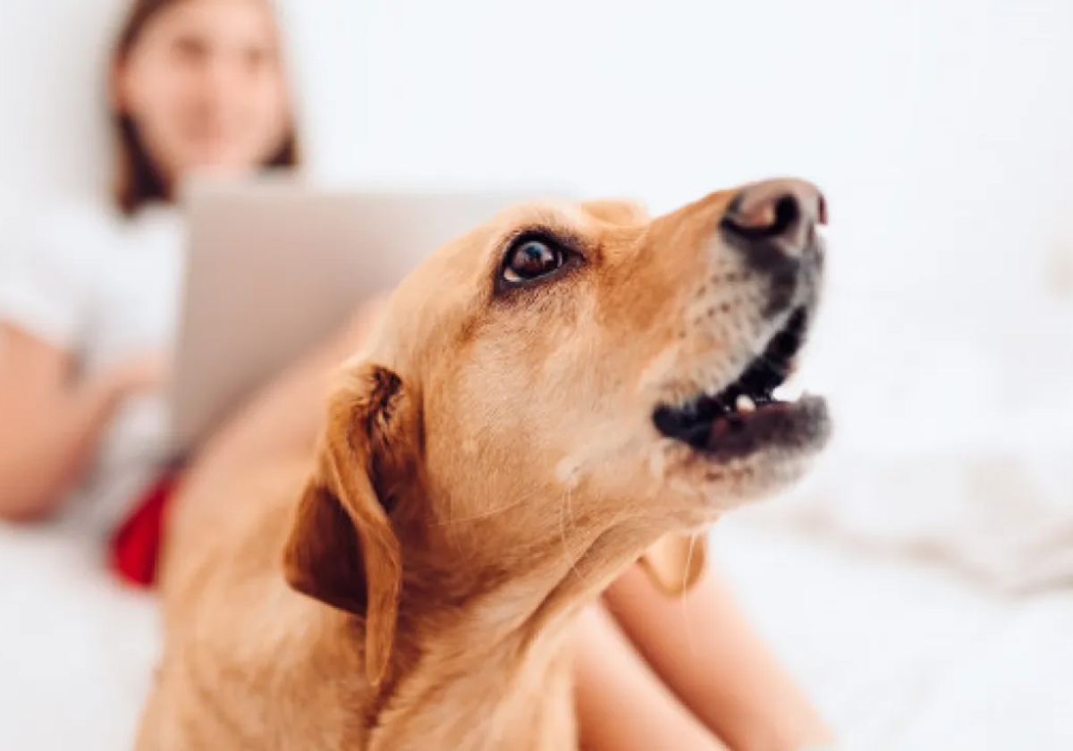 caes que latem muito por tudo