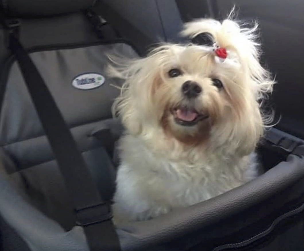 Vai passear com seu pet de carro