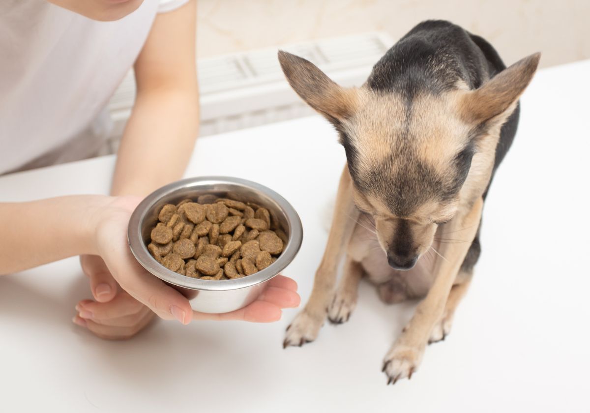meu cachorro nao quer comer, meu cao nao come