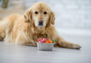 Meu cachorro não quer comer e agora?