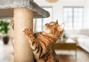 Como Socializar um Novo Gato na Família