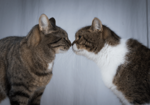Como Socializar um Novo Gato na Família