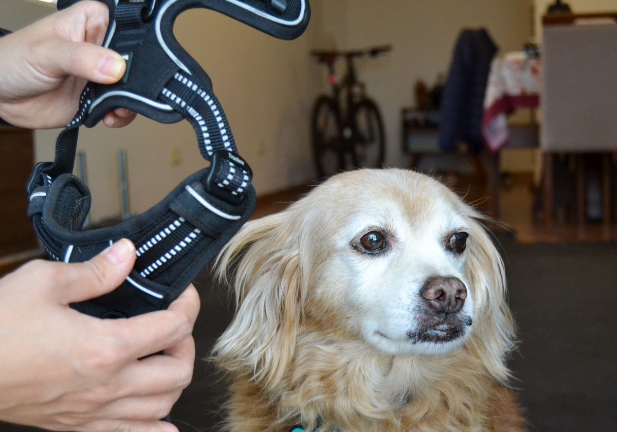 adestramento de cães, algarve cachorro cachorro cachorro não gosta de passear, cao tem medo de barulho, cachorro tem medo de barulho, cachorro tem medo de moto ,cachorro tem medo de passear, cachorros, cão, cão, como ensinar cachorro a passear de coleira, dog , dog walker, dog walking, europa, cachorro me segue em todos os lugaresRemover termo: portimão portimãoRemover termo: portugal portugalRemover termo: tudo sobre cachorro tudo sobre cachorroRemover termo: tudo sobre cachorros tudo sobre cachorrosRemover termo: vídeos de cachorro vídeos de cachorro, porque meu cachorro tem medo de passear, por que meu cachorro tem medo, cachorro com medo de rua, cao que tem medo da trela, como ensinar meu cachorro a não ter medo, como ensinar meu cachorro a não puxar a guia, como ensinar meu cachorro andar do meu lado sem medo