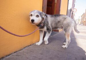 Cão não quer passear