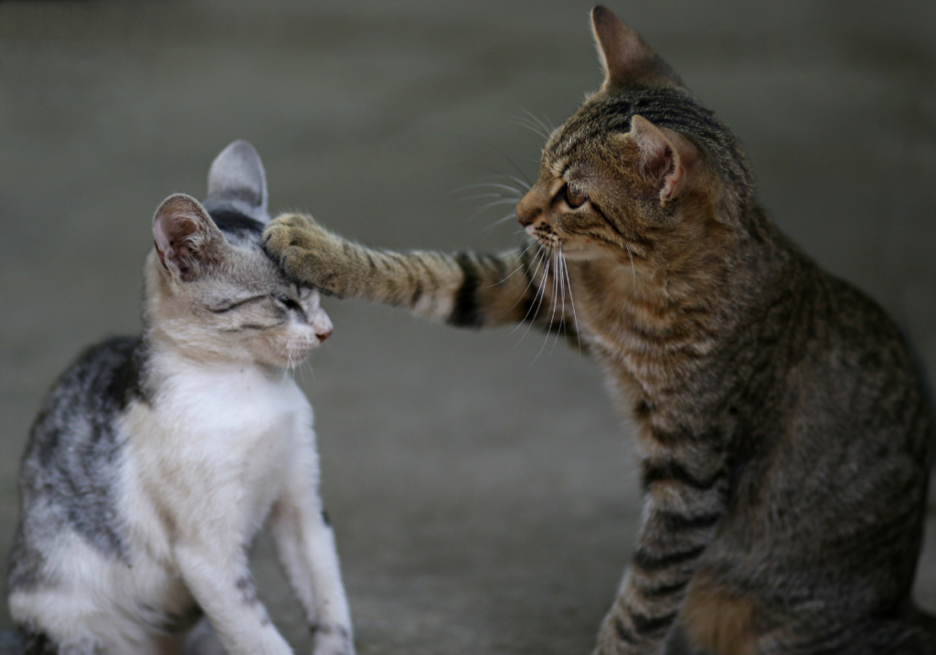 Como Socializar um Novo Gato na Família
