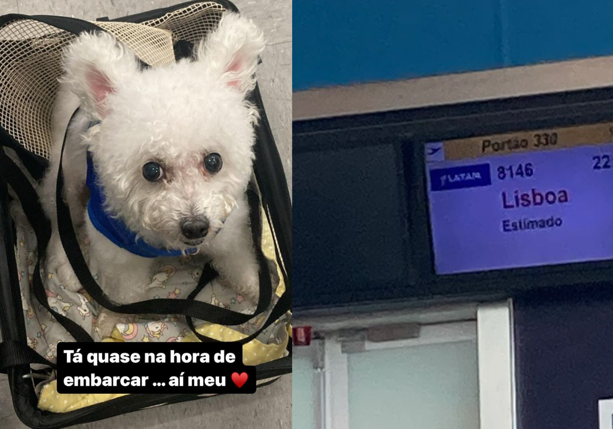 viagem internacional o que precisa para transportar cachorro no aviao