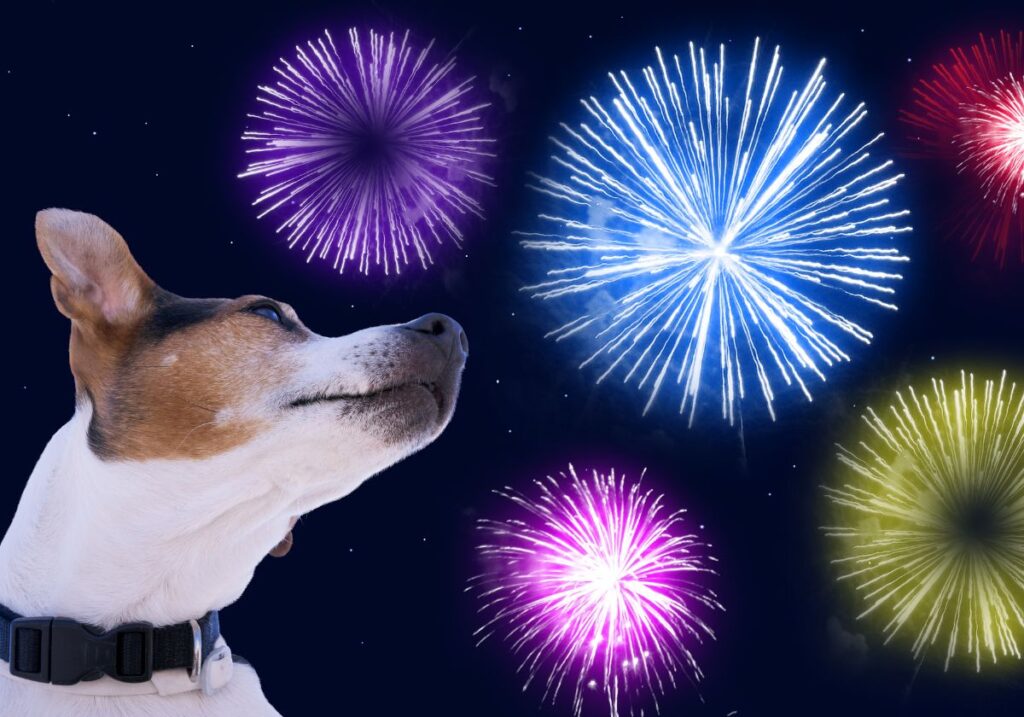 adestramento,adestramento positivo,adestramento de cães,adestramento de cachorro,adestramento cães,adestramento de cão,dicas adestramento,curso adestramento,adestramento online,adestramento de caes,dicas de adestramento,adestramento para cães,profissão adestramento,adestramento de filhotes,adestramento por instinto,adestramento de cachorros, como adestrar um cachorro,como adestrar,adestrar,como adestrar um filhote,adestrar cachorro,como adestrar seu cachorro,como adestrar cachorro,como adestrar meu cachorro,adestrador de cães,como adestrar um cachorro filhote,como adestrar o seu cachorro,adestrador de cachorro,como adestrar um cão,adestrador online,como adestrar meu cão,como adestrar o cachorro,como adestrar seu filhote,como adestrar um cachorro filhote de pitbull, adestradora,adestrador,adestradoras de cães,adestradora aninha campos,adestrador de cães,adestrado,como ser adestradora,como me tornar adestrador,o trabalho de um adestrador de cães cachorro com medo de fogos,cachorro,cachorro com medo,cão com medo de fogos,cachorro com medo de fogos o que fazer,cachorro com medo de fogos de artifício,medo de fogos,fogos,sons para acalmar cachorro com medo de fogos,cachorro medroso,fogos de artifício,medo,cachorro fogos,cachorros,cachorro com medo de outros cachorros,cachorro com medo do nada,cachorro com medo de chuva,cachorro com medo de trovão,medo de fogos cachorro,medo dos fogos