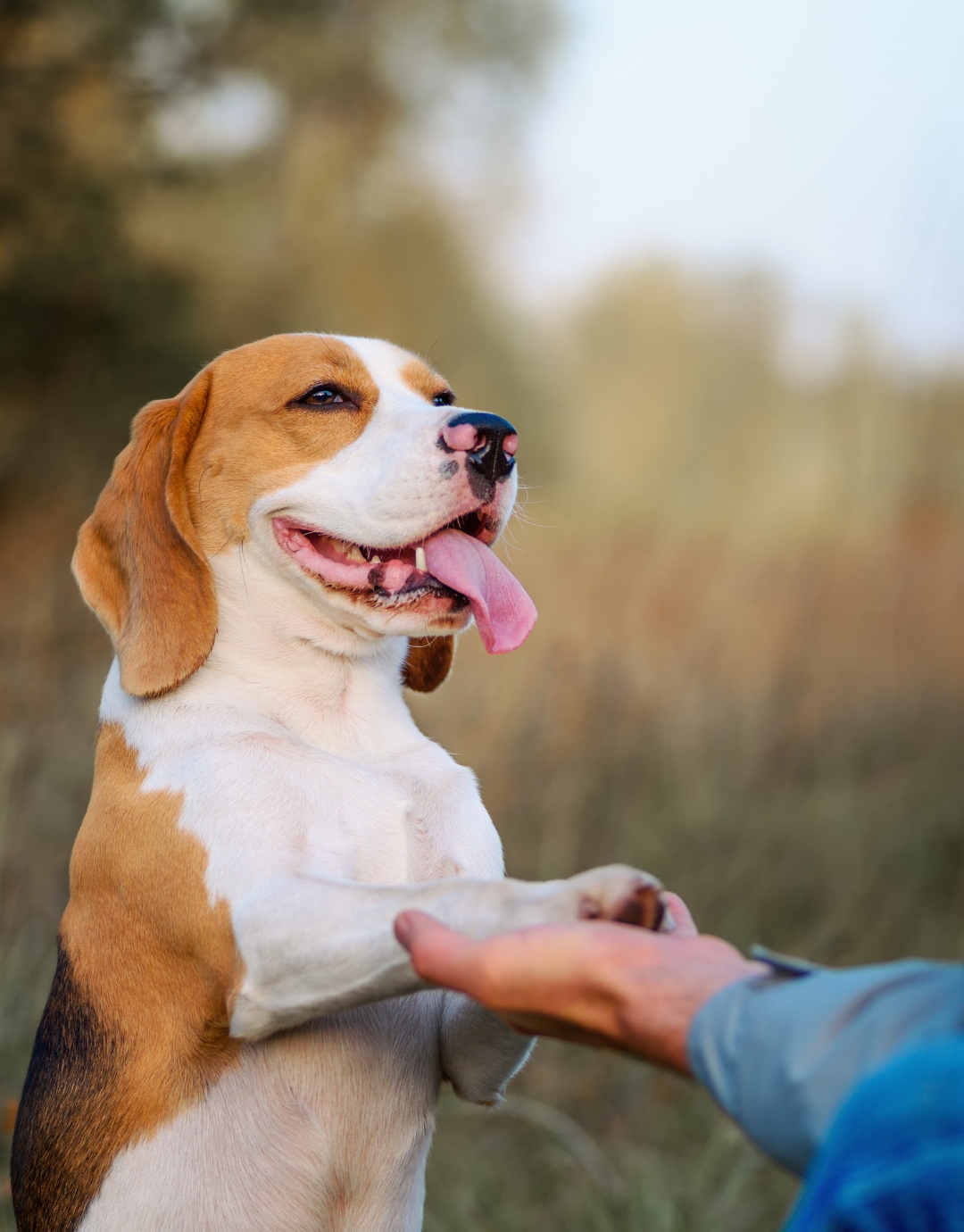 Adestramento Cães, Adestramento de Gatos, Adestramento canino, Adestramento canino em casa, Adestrador, Adestrador de Cachorro, Adestrador de Cães, Adestrador de cão, Adestramento animal, Adestramento avançado, Adestramento a partir de quantos meses, Adestramento básico para cães, Adestramento Comportamental, Adestramento em casa, Adestramento em Portugal, Adestramento filhote, Adestramento felino, Adestramento Funcional, Adestramento filhotes mordidas, Adestramento filhote cachorro, Adestramento gatos filhotes, Adestramento inteligente, Adestramento intensivo, Adestramento latido, Adestramento latido excessivo, Adestramento natural, Adestramento On line, Adestramento para tutores, Adestramento para cachorro curso, Adestramento pet, Adestramento para cães que latem muito, Adestramento reforço positivo, Adestramento Spitz, Adestramento Buldogue, Adestramento vira lata, Adestramento shitsu, Adestramento para cachorro raça, Adestramento Sanitário para cães, Adestramento tradicional, Adestramento urina, Curso adestramento, Adestramento xixi cachorro, Adestramento xixi cão, Adestramento xixi cães, Treinamento de cães, Treinamento cães, Treinamento de caes no algarve, Treinamento de caes em portimao, treinamento de caes aqui perto, treinador de caes aqui perto, treinadora de caes aqui perto, Adestrador de caes aqui perto, adestradora de caes aqui perto, treinador de caes no algarve, treinador de cães no portimao, treino para cachorro adulto, adestramento cachorro adulto, adestrador de caes portugal , adestrador de cachorro, adestrador sde gatos, adesrtrador de animais, adestrador a domicilio, adestrador em domicilo, adestrador domicilio, adestrador felino, adestramento, adestramento positivo, adestramento de cães, adestramento de cachorro, adestramento cães, adestramento de cão, dicas adestramento, curso adestramento, adestramento online, adestramento de caes, dicas de adestramento, adestramento para cães, profissão adestramento, adestramento de filhotes, adestramento por instinto, adestramento de cachorros, como adestrar um cachorro, como adestrar, adestrar, como adestrar um filhote, adestrar cachorro, como adestrar seu cachorro, como adestrar cachorro, como adestrar meu cachorro, adestrador de cães, como adestrar um cachorro filhote, como adestrar o seu cachorro, adestrador de cachorro, como adestrar um cão, adestrador online, como adestrar meu cão, como adestrar o cachorro, como adestrar seu filhote, como adestrar um cachorro filhote de pitbull, adestradora, adestrador, adestradoras de cães ,adestradora aninha campos, adestrador de cães, adestrado, como ser adestradora, como me tornar adestrador, o trabalho de um adestrador de cães,