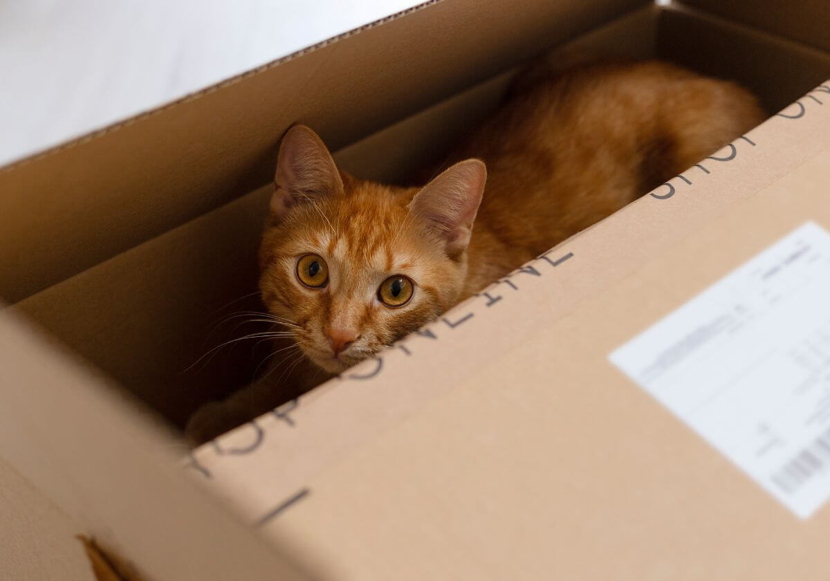 Cuidados Para Mudar de Casa com Seu Gato (1) (1) Cuidados Para Mudar de Casa com Seu Gato