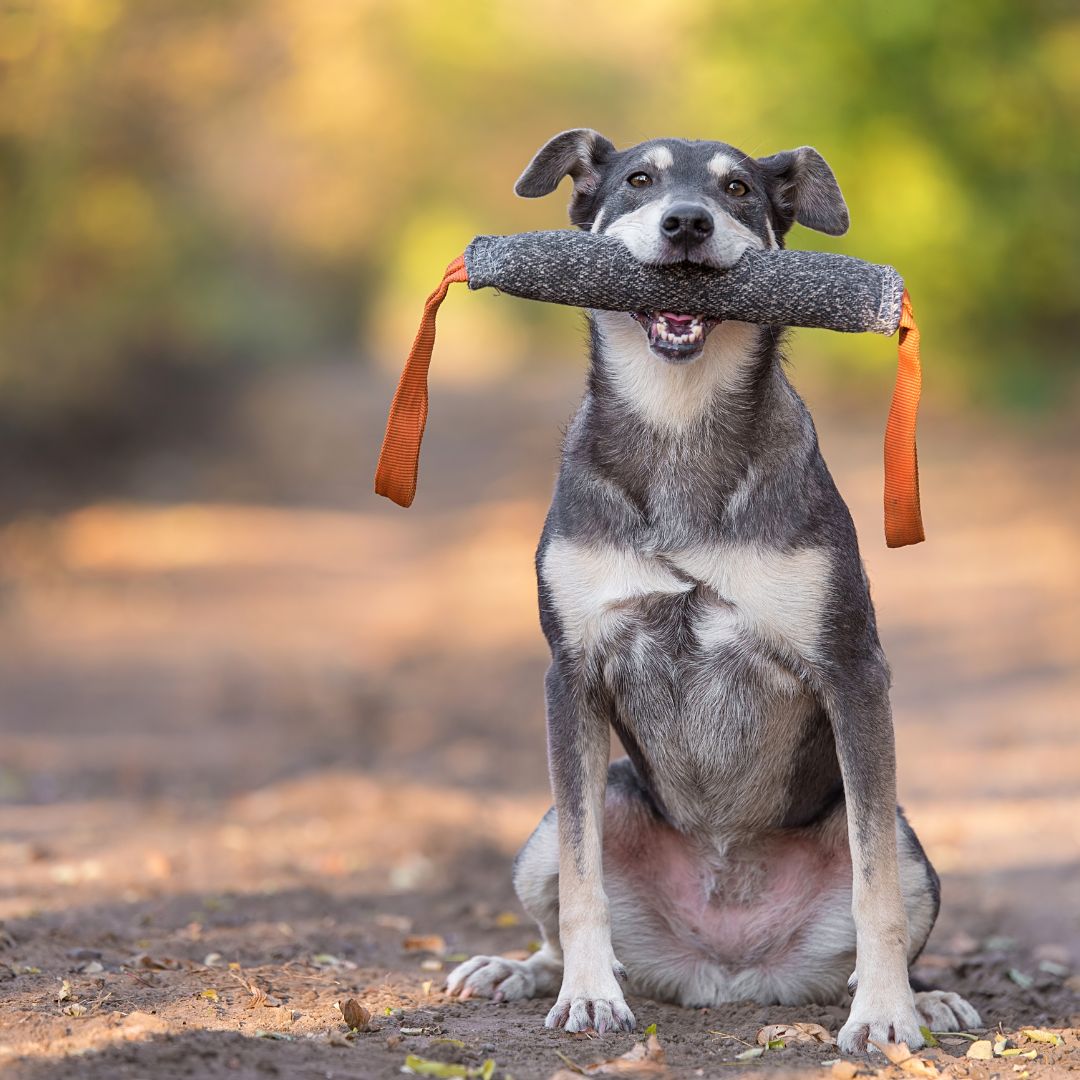 Adestramento Cães,<br />
Adestramento de Gatos,<br />
Adestramento canino,<br />
Adestramento canino em casa,<br />
Adestrador,<br />
Adestrador de Cachorro,<br />
Adestrador de Cães,<br />
Adestrador de cão,<br />
Adestramento animal,<br />
Adestramento avançado,<br />
Adestramento a partir de quantos meses,<br />
Adestramento básico para cães,<br />
Adestramento Comportamental,<br />
Adestramento em casa,<br />
Adestramento em Portugal,<br />
Adestramento filhote,<br />
Adestramento felino,<br />
Adestramento Funcional,<br />
Adestramento filhotes mordidas,<br />
Adestramento filhote cachorro,<br />
Adestramento gatos filhotes,<br />
Adestramento inteligente,<br />
Adestramento intensivo,<br />
Adestramento latido,<br />
Adestramento latido excessivo,<br />
Adestramento natural,<br />
Adestramento On line,<br />
Adestramento para tutores,<br />
Adestramento para cachorro curso,<br />
Adestramento pet,<br />
Adestramento para cães que latem muito,<br />
Adestramento reforço positivo,<br />
Adestramento Spitz,<br />
Adestramento Buldogue,<br />
Adestramento vira lata,<br />
Adestramento shitsu,<br />
Adestramento para cachorro raça,<br />
Adestramento Sanitário para cães,<br />
Adestramento tradicional,<br />
Adestramento urina,<br />
Curso adestramento,<br />
Adestramento xixi cachorro,<br />
Adestramento xixi cão,<br />
Adestramento xixi cães,<br />
Treinamento de cães,<br />
Treinamento cães,<br />
Treinamento de caes no algarve,<br />
Treinamento de caes em portimao,<br />
treinamento de caes aqui perto,<br />
treinador de caes aqui perto,<br />
treinadora de caes aqui perto,<br />
Adestrador de caes aqui perto,<br />
adestradora de caes aqui perto,<br />
treinador de caes no algarve,<br />
treinador de cães no portimao,<br />
treino para cachorro adulto,<br />
adestramento cachorro adulto,<br />
adestrador de caes portugal ,<br />
adestrador de cachorro,<br />
adestrador sde gatos,<br />
adesrtrador de animais,<br />
adestrador a domicilio,<br />
adestrador em domicilo,<br />
adestrador domicilio,<br />
adestrador felino,<br />
adestramento, adestramento positivo, adestramento de cães, adestramento de cachorro, adestramento cães, adestramento de cão, dicas adestramento, curso adestramento,  adestramento online, adestramento de caes, dicas de adestramento, adestramento para cães, profissão adestramento, adestramento de filhotes, adestramento por instinto, adestramento de cachorros, como adestrar um cachorro, como adestrar, adestrar, como adestrar um filhote, adestrar cachorro, como adestrar seu cachorro, como adestrar cachorro, como adestrar meu cachorro, adestrador de cães, como adestrar um cachorro filhote, como adestrar o seu cachorro, adestrador de cachorro, como adestrar um cão, adestrador online, como adestrar meu cão, como adestrar o cachorro, como adestrar seu filhote,  como adestrar um cachorro filhote de pitbull, adestradora, adestrador, adestradoras de cães ,adestradora aninha campos, adestrador de cães, adestrado, como ser adestradora, como me tornar adestrador, o trabalho de um adestrador de cães,	</p>
<p>