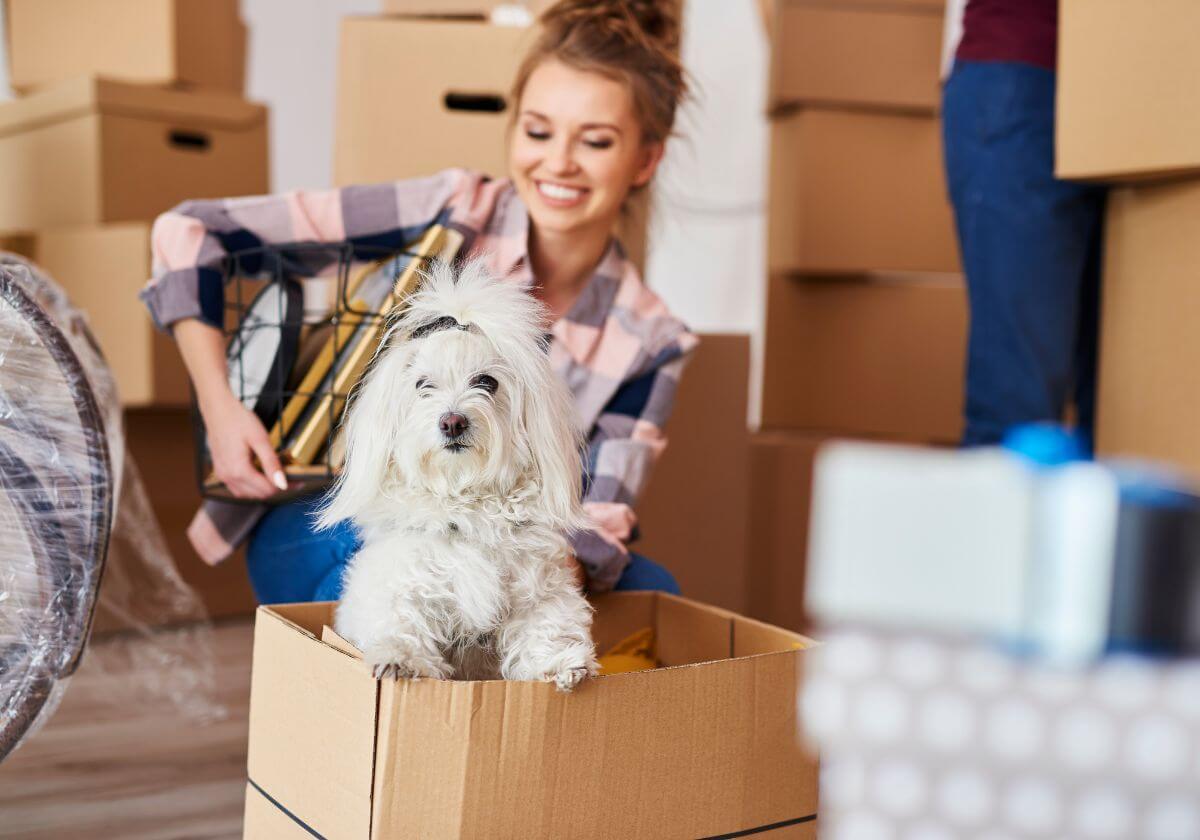 Cães Mudança de Casa