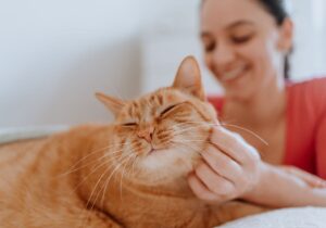 caixa de areia de gato