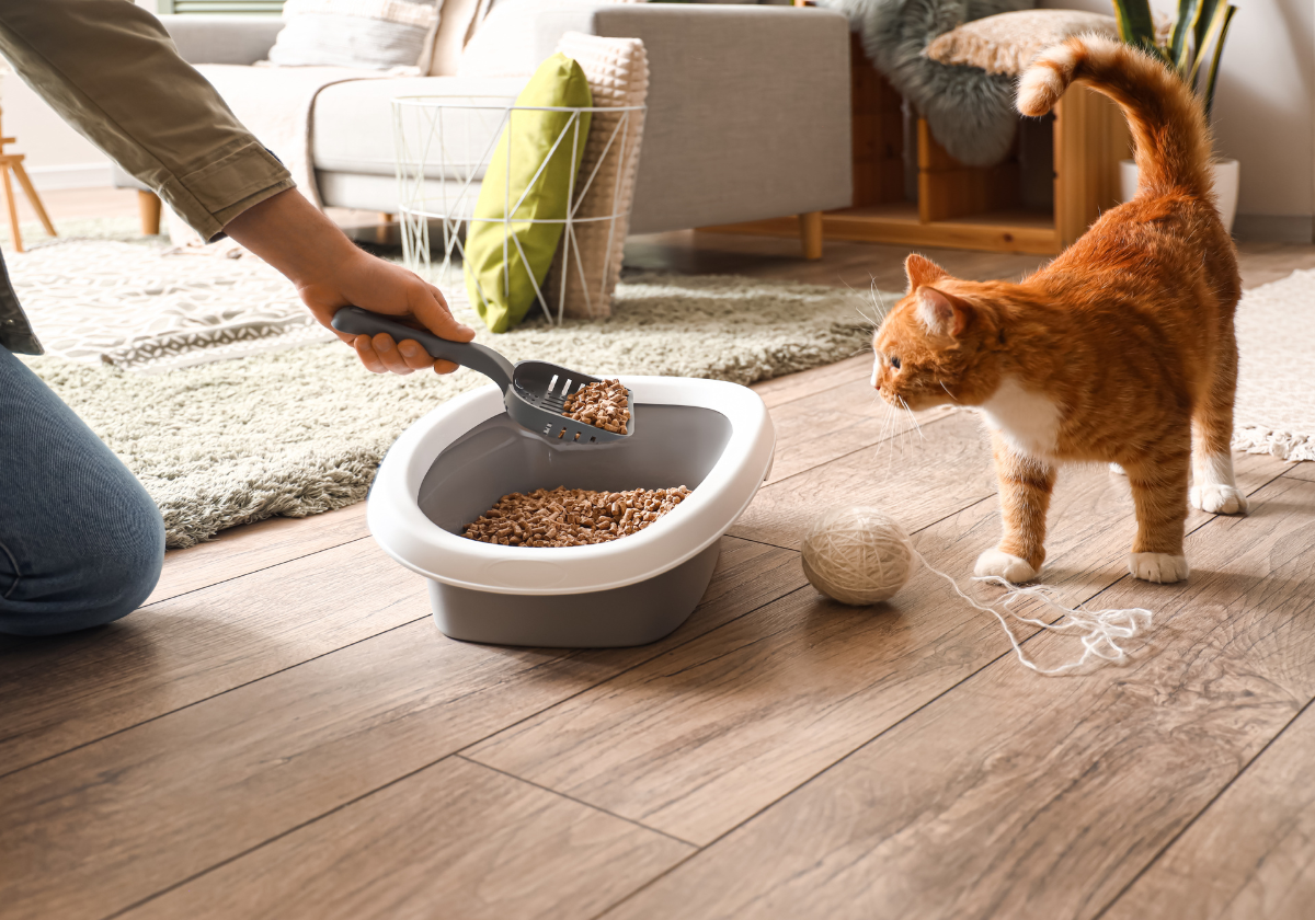 caixa de areia para gatos quais os cuidados que tenho que ter caixa de areia,caixa de areia para gatos,como ensinar o gato a usar a caixa de areia,como fazer o gato usar a caixa de areia,areia de gato,como fazer meu gato usar a caixa de areia,ensinar o gato a usar a caixa de areia ,meu gato não usa a caixa de areia ,como fazer meu gato usar a caixa de areia?,caixa de areia gato,gato não usa caixa de areia,gatos,gatinho deita na caixa de areia,caixa de areia para gato,gato ,gatinho brincando na caixa de areia