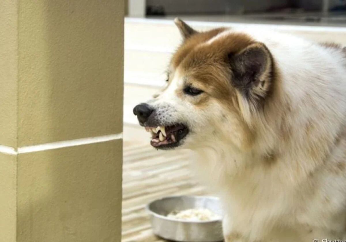 cao que briga quando come (1)