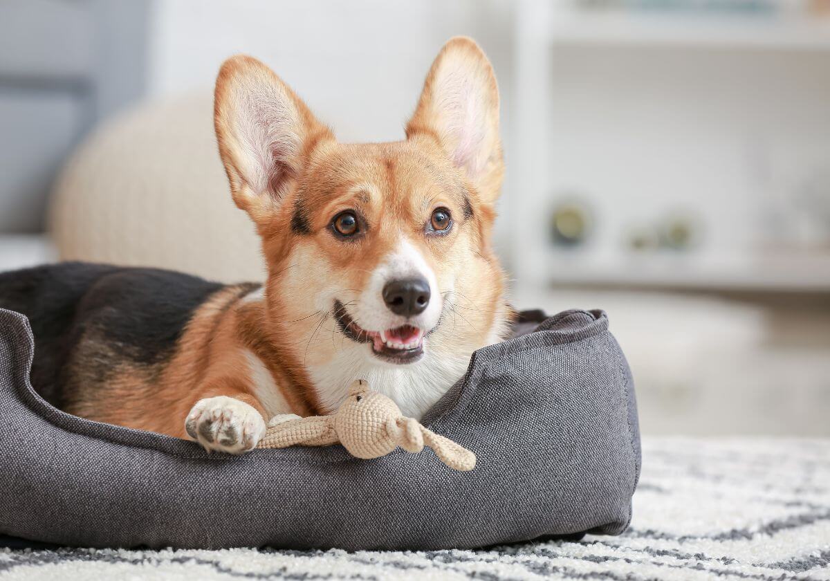 comando exercicio place (1) O Famoso Comando Place