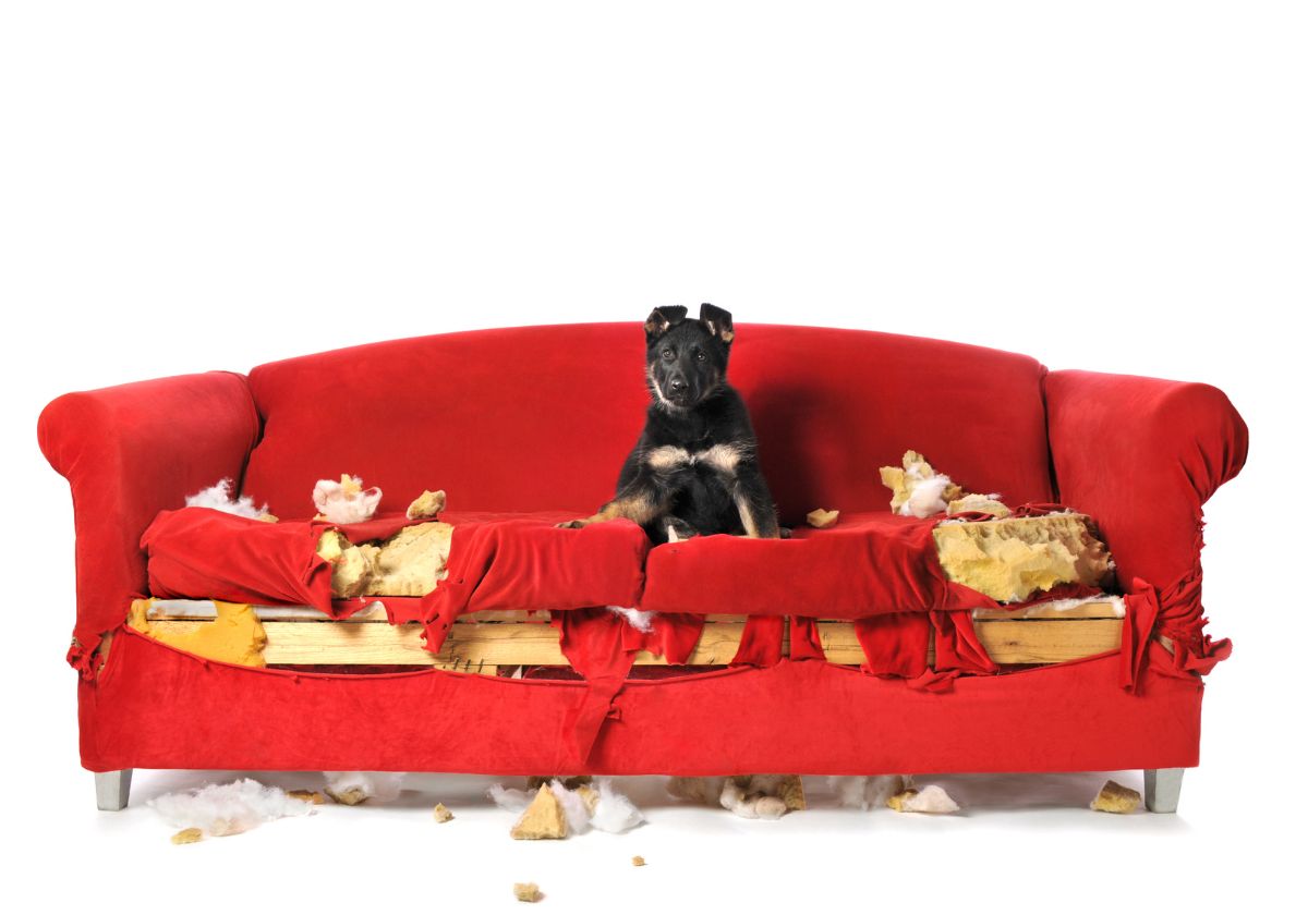 Q cachorro destruindo tudo, O cachorro destruidor, Q cachorro destruindo sofa, Q cachorro destruindo carro, o cachorro destruindo plantas, cachorro destruindo parede, cachorro destruindo, a cachorro destruindo as coisas, cachorro destruindo porta, cachorro destruindo a caminha