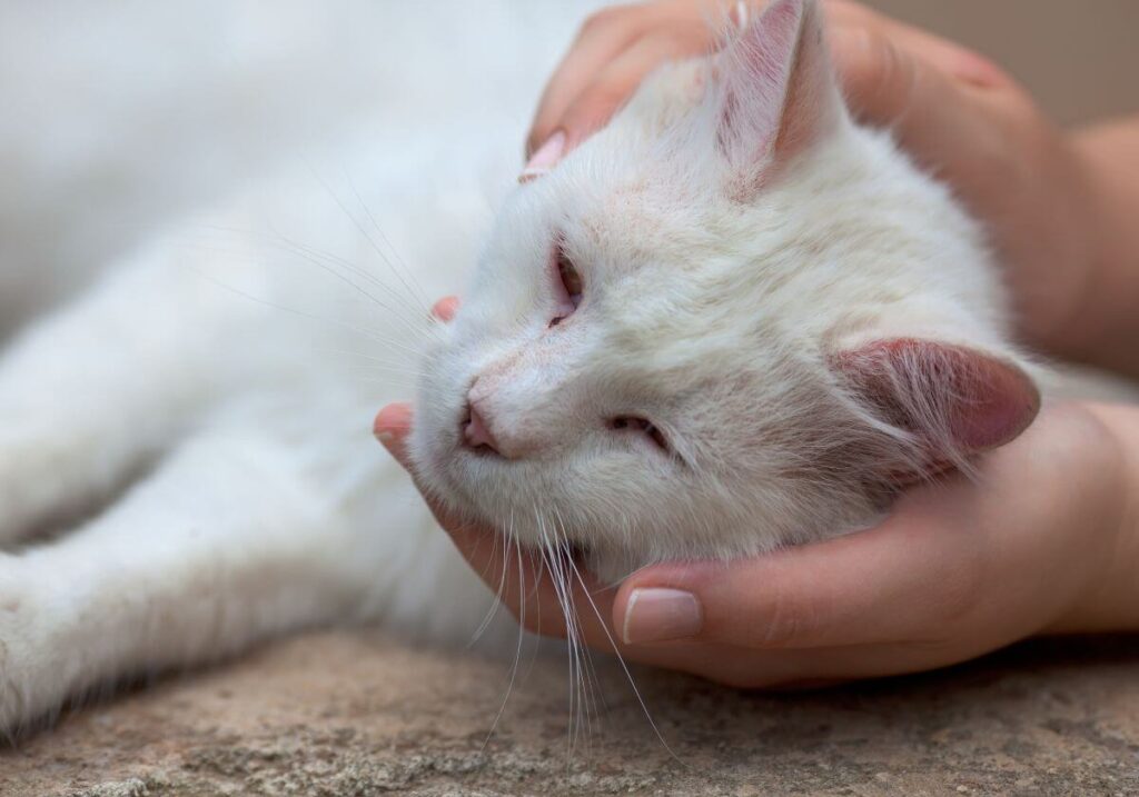 5 doenças que dão em gatos