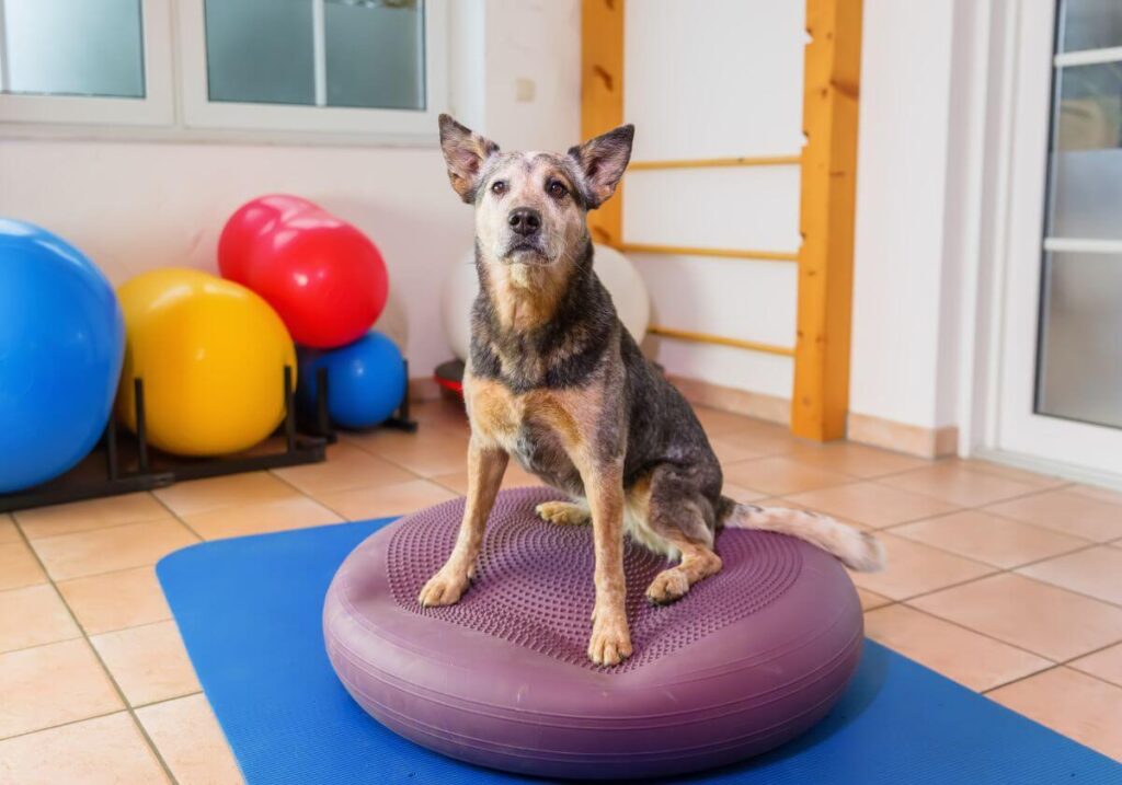 Fisioterapia para Animais