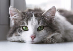 Cuidados Para Mudar de Casa com Seu Gato