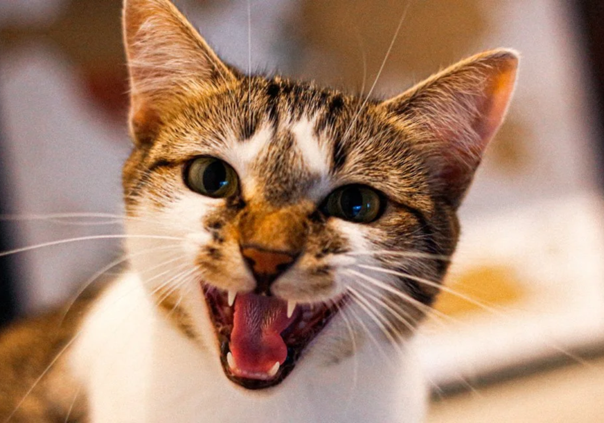 gato miando muito de manha por que meu gato mia tanto , meu gato mia demais o que fazer