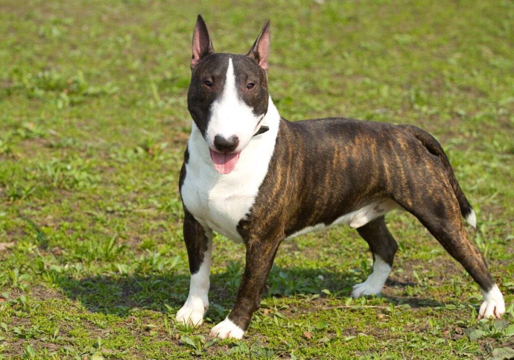 Terriers Origem, Caracteristicas e Comportamentos