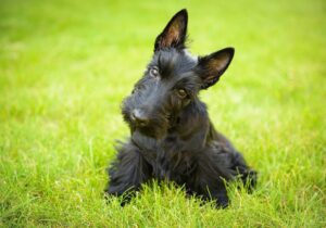 Terriers Origem, Caracteristicas e Comportamentos