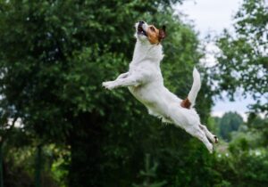 Terriers Origem, Caracteristicas e Comportamentos