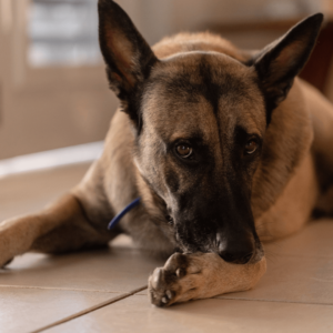 Por que cães se lambem